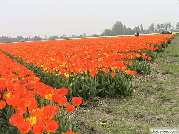 photo de champ de tulipes rouges