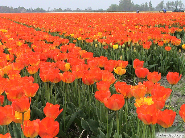 photo de champ de tulipes rouges
