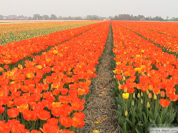photo de rangées de tulipes rouge orange