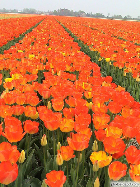 photo de tulipes a perte de vue