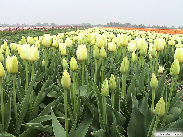 photo de rangée de tulipes blanches