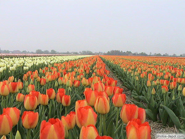 photo de rangées de tulipes à perte de vue