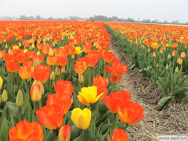 photo de champ de tulipes