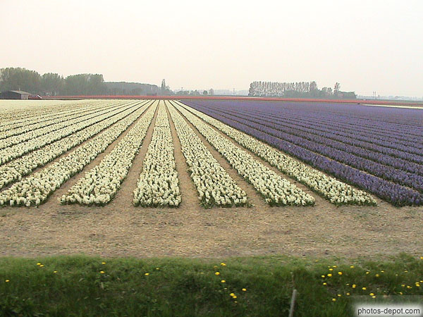 photo de rangées de fleurs blanches et bleues