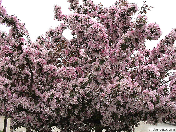 photo d'arbre en fleurs rose