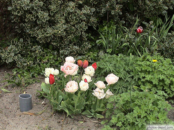 photo de plants de tulipes