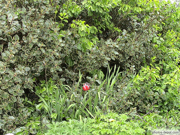 photo de tulipe rouge isolée