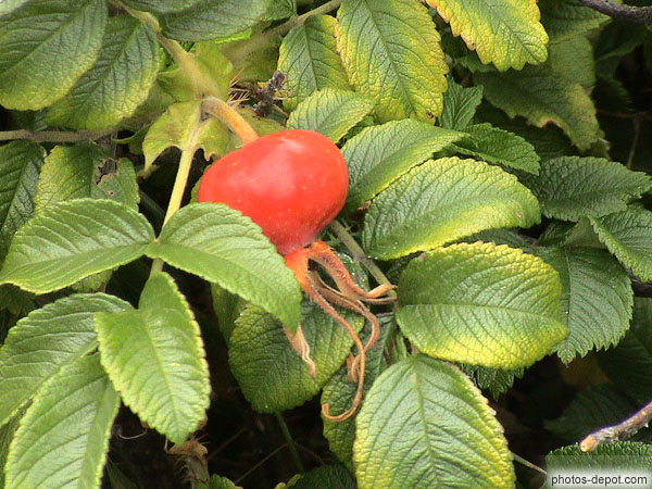 photo de fruits rouges buisson