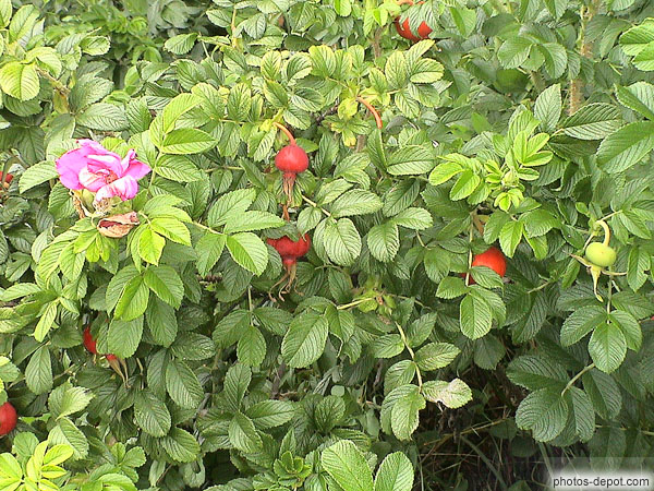 photo de fruits rouges fleur rose buisson