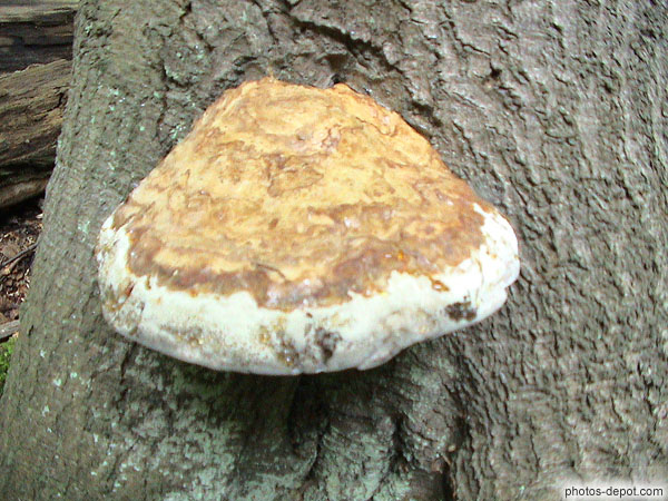 photo de champignon d'arbres