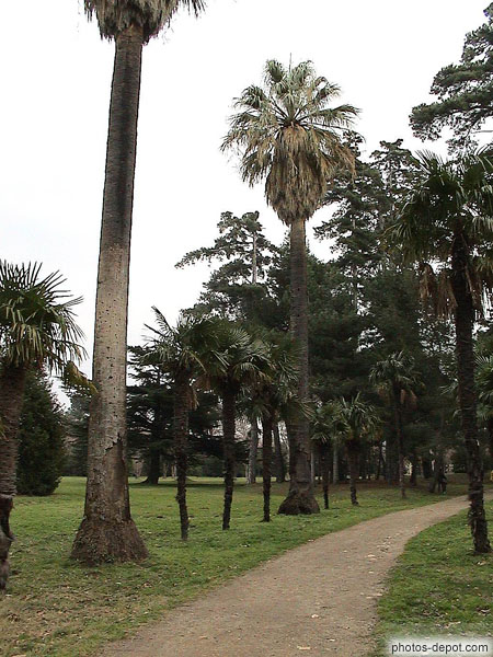 photo de chemin grands palmiers