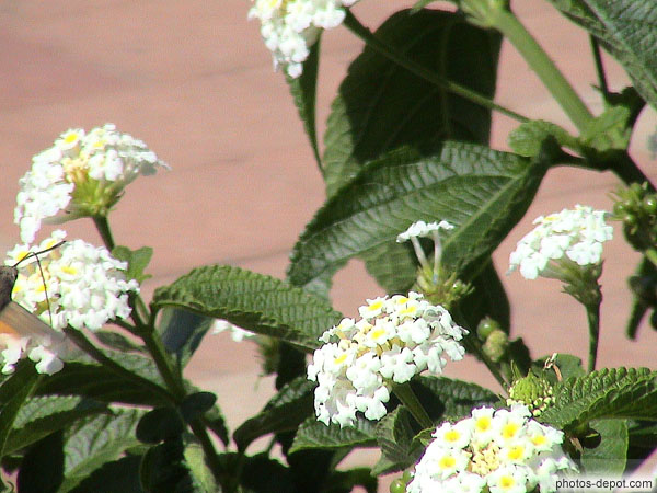 photo de fleurs blanches lantana