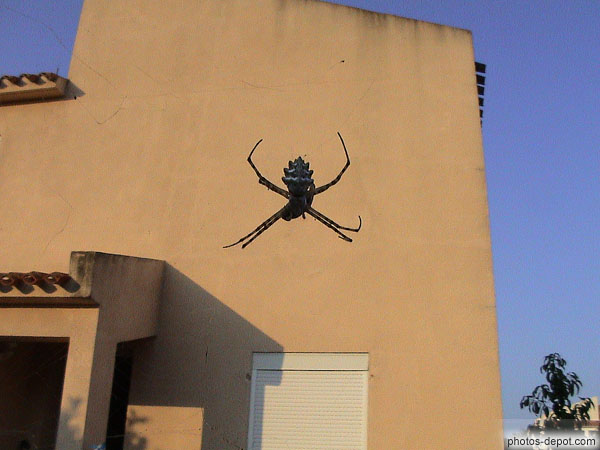 photo d'araignée devant le mur