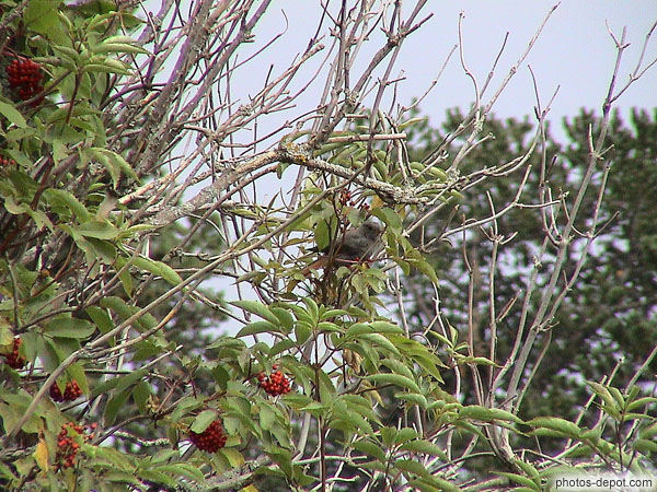 photo d'oiseau dans les branches