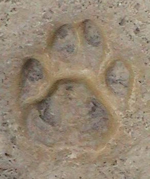 photo de traces de pas de chat forestier