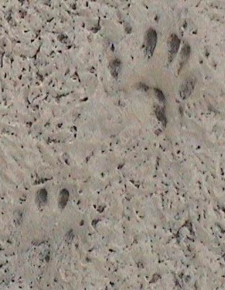 photo de traces de pas d'écureuil