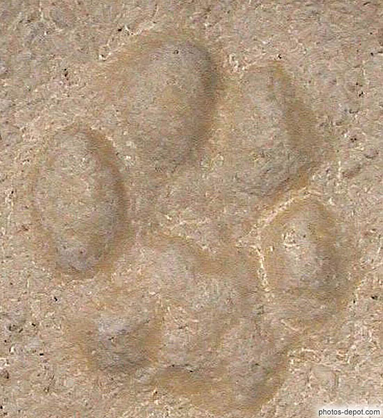 photo de traces de pas de lynx