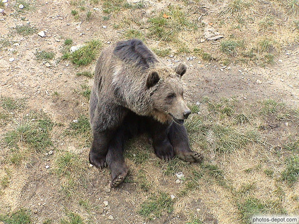 photo d'ours brun des pyrénées