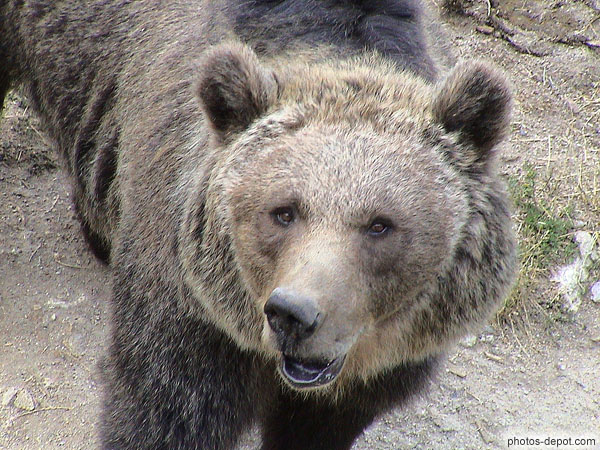 photo de tête d'ours brun des pyrénées