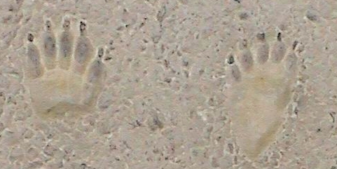photo de traces de pas d'ourson