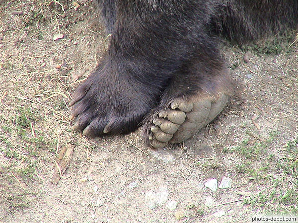 photo de pattes d'ours brun des pyrénées