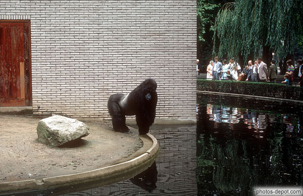 photo de gorille