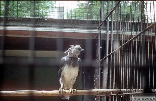 photo de vautour