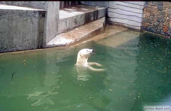 photo d'ours blanc dans l'eau