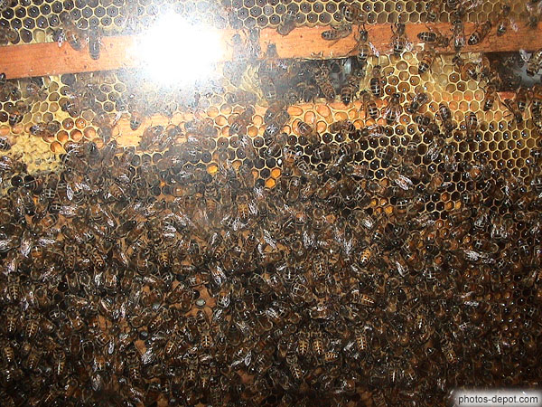 photo d'intérieur ruche abeilles