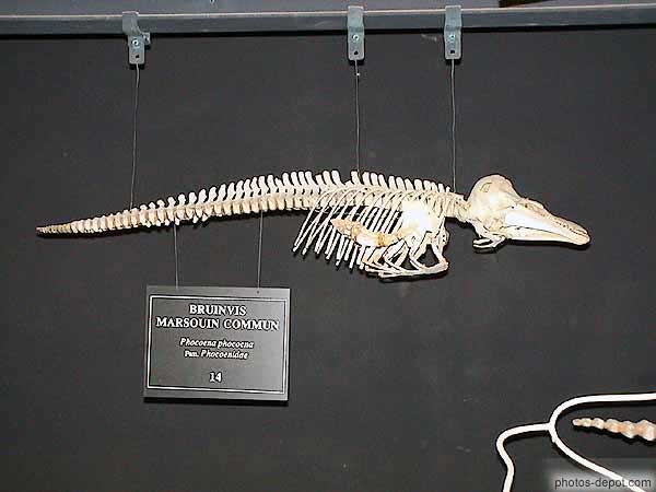 photo de squelette de petit marsouin