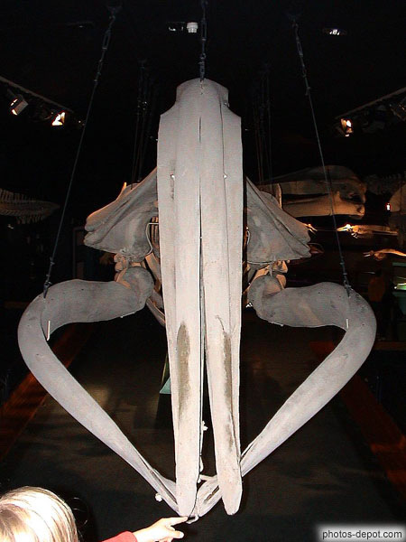 photo de squelette de baleine