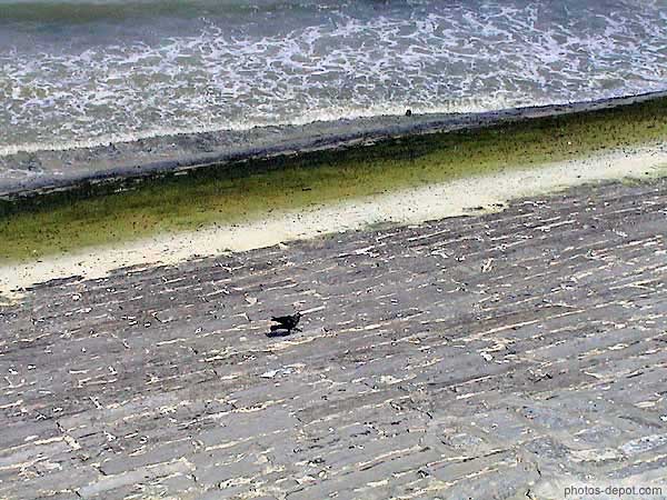 photo d'oiseau noir sur la digue