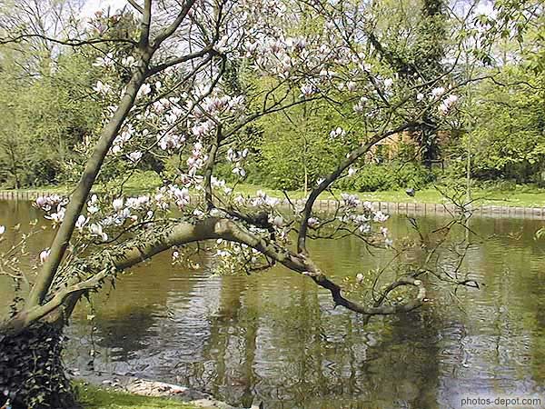 photo de magnolia en fleurs sur le lac