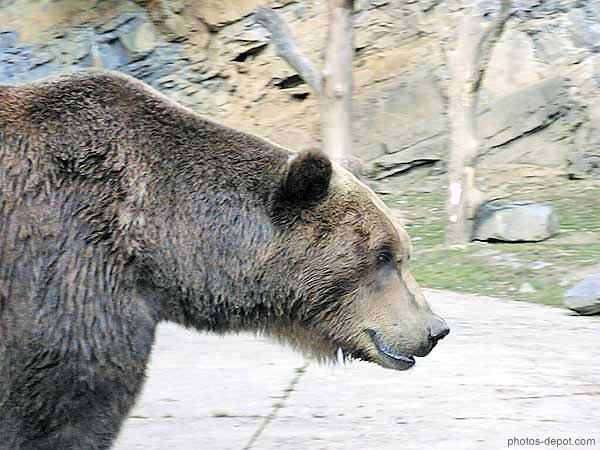 photo de tête d'ours
