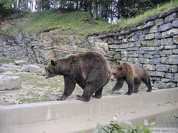 photo d'ours brun sur le mur