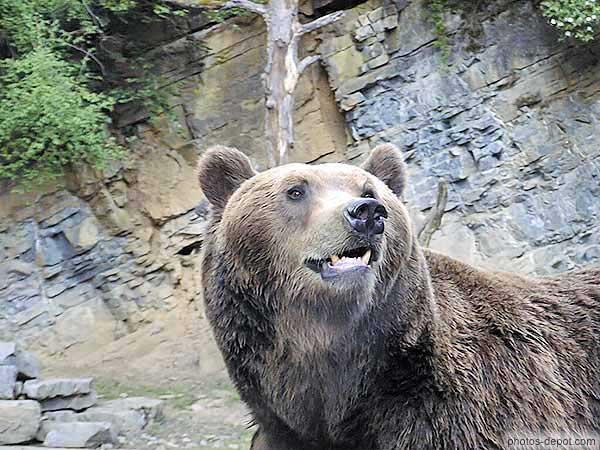 photo de tête d'ours brun
