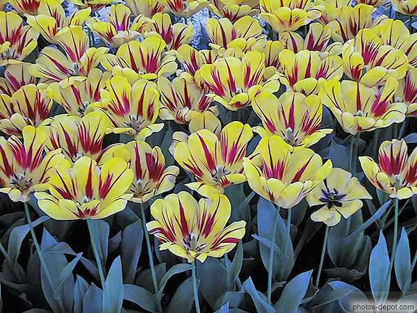 photo de tulipes jaunes et rouge