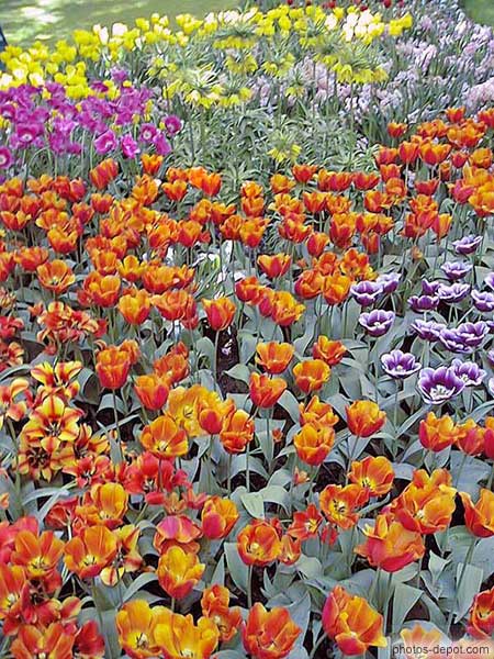 photo de tapis de tulipes multicolores