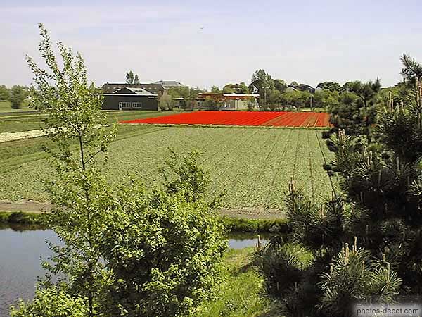 photo de champs de tulipes rouge