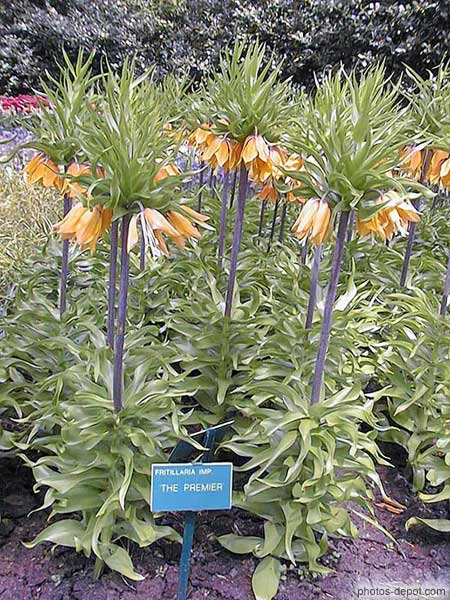 photo de Fritillaria imp. the premier