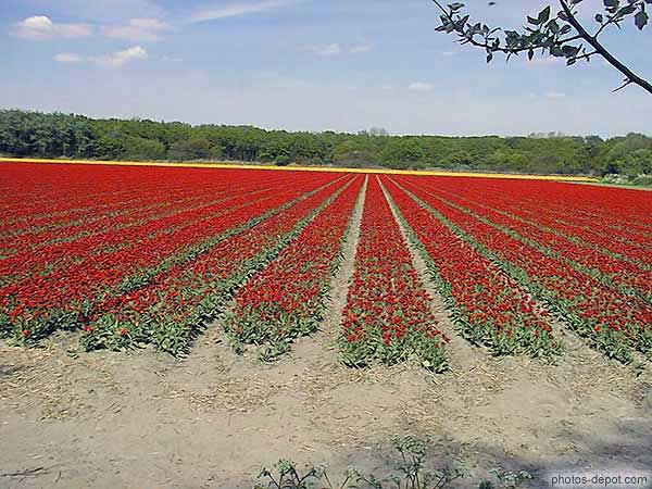 photo de rangées de tulipes rouges