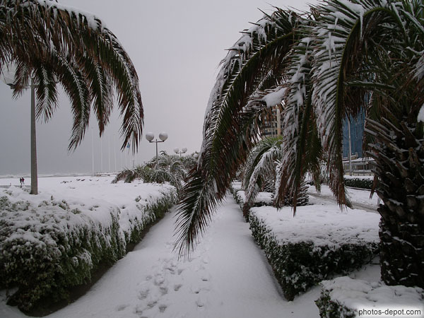 photo de palmiers le long de la plage sous la neige