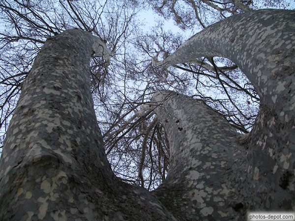 photo de platane aux branches noueuses