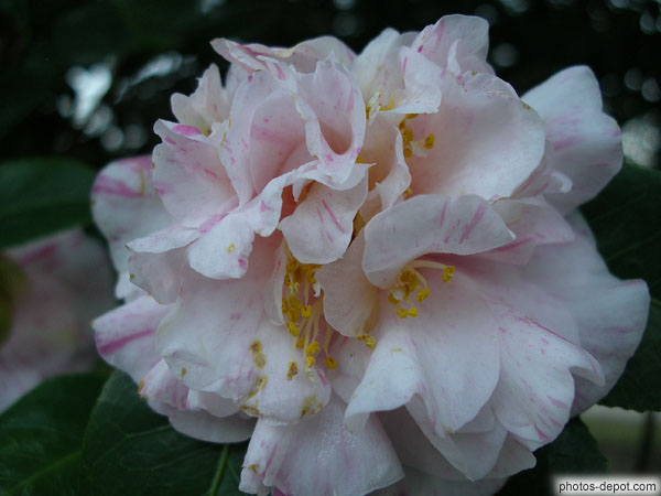 photo de pétales roses et blanc