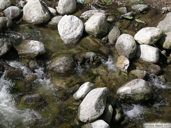 photo de pierre dans l'eau semblant être une brebis couchée