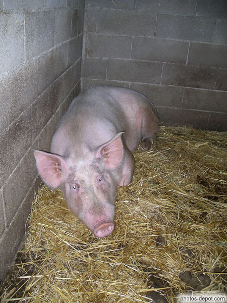 photo de gros cochon rose
