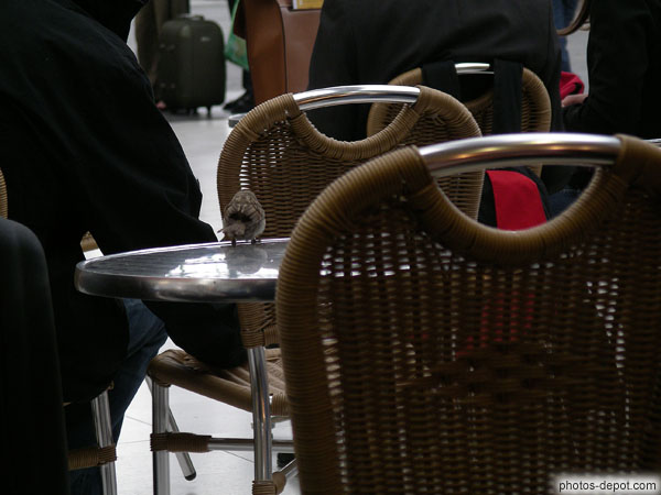 photo de moineau sur la table, gare de Lyon