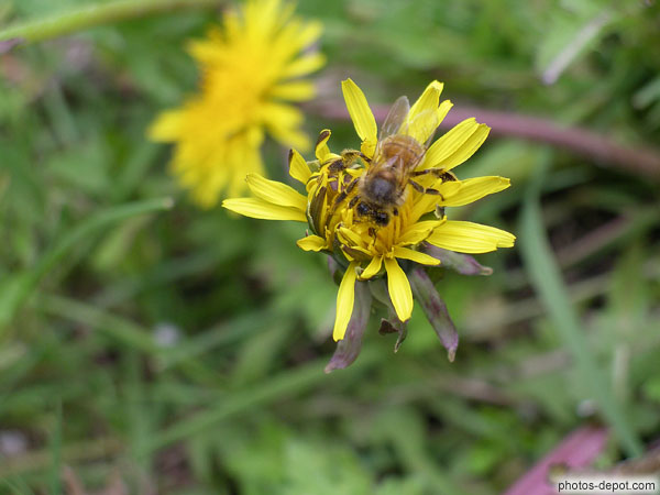 photo d'abeille sur fleur de pissenlit