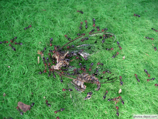 photo de fourmis sur cigale