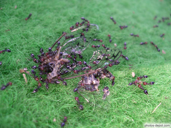 photo de fourmis emportant les restes d'une cigale